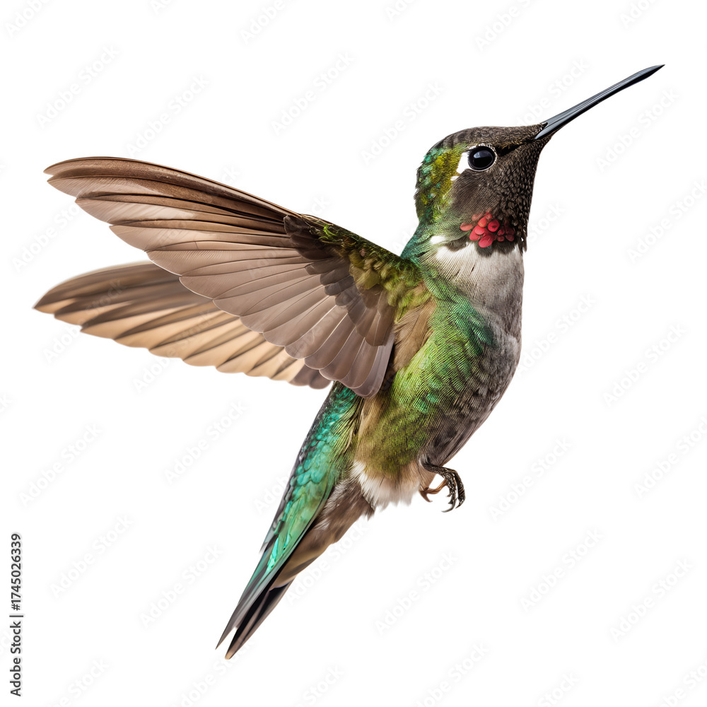 Fototapeta premium Image of Colorful Hummingbird Isolated on Transparent Background