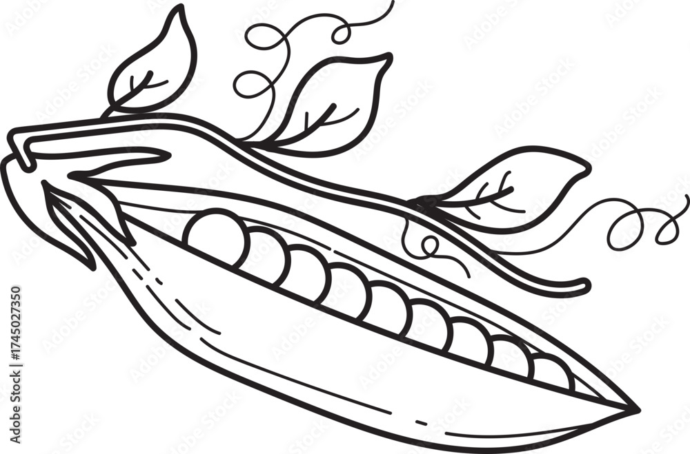 Fototapeta premium Open Pea Pod with Peas, Leaves, and Tendrils Line Art Illustration