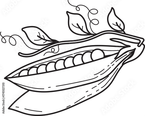 Hand-drawn Open Pea Pod with Peas and Leaves Line Art Illustration
