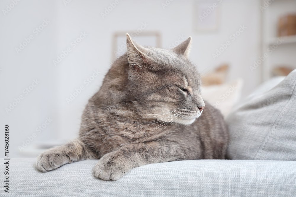 Obraz premium Cute grey cat lying on sofa at home