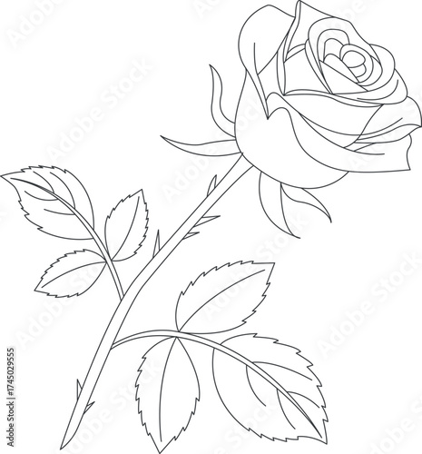 vector illustration of a rose