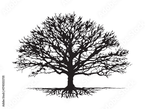Elegant Elm Tree Silhouette With Spreading Roots Vector Drawing