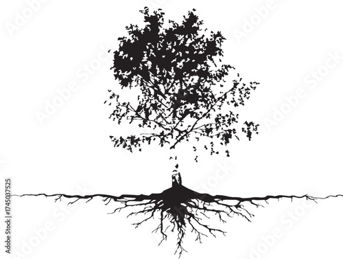 Tall Birch Tree With Roots Silhouette 2D Vector Line Art