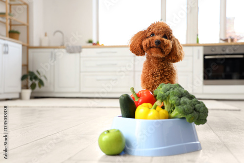 Cute Toy Poodle dog near bo...