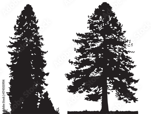 Towering Redwood Tree Silhouette 2D Vector Line Art Illustration