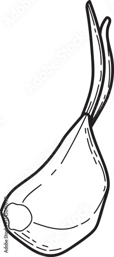 Sprouted Garlic Clove Line Art Illustration