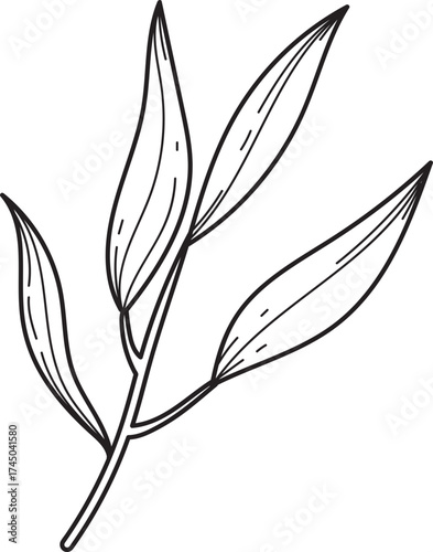 Simple botanical line art of a plant sprig with elongated leaves, hand-drawn illustration