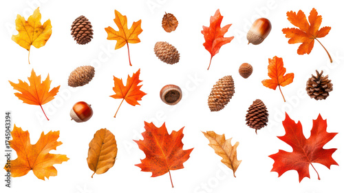 Autumn leaves and pine cones isolated on transparent background