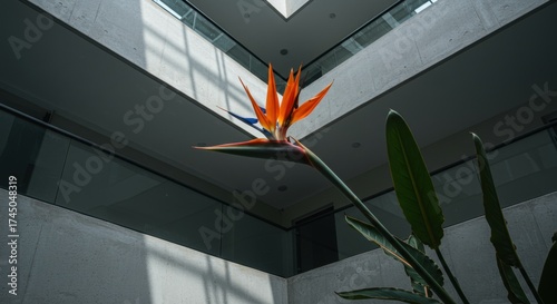 large flower - A striking bird of paradise flower stretches towards the light in a modern architectural space, surrounded by sleek concrete walls and large glass panels reflecting sunlight
