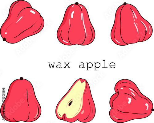 Hand drawn wax apple ripe tropical fruit fresh healthy red water apple nutrition illustration for food decor