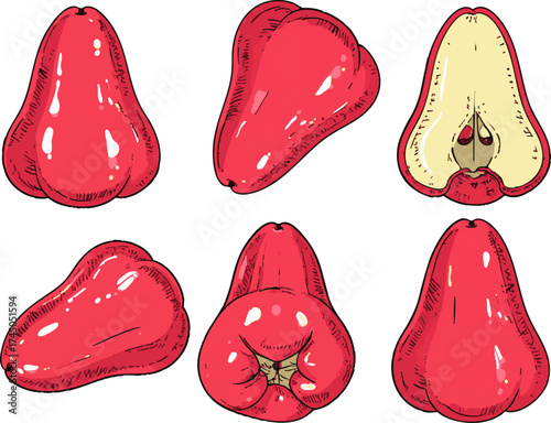 Vector illustration wax apple fruit tropical water apple healthy juicy exotic food hand drawn botanical nutrition