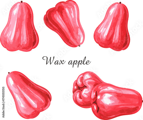 Wax Apple Tropical Exotic Syzygium Samarangense Fresh Bell Fruit Java Apple Healthy Nutrition Water Apple Sweet Delicious Lianwu Organic