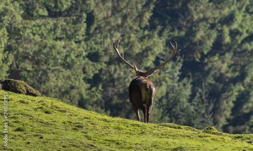 Rothirsch, hirsch, wald, wildlife, geweih