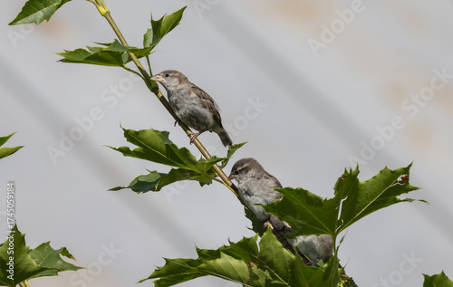 Spatzen, baum, vögel, natur, wildlife