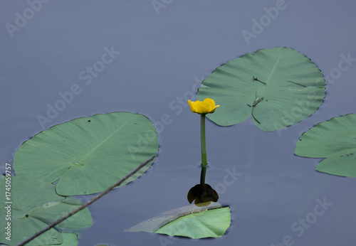 Wasserpflanze, blume, gelb.