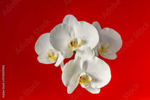 Orchidee, weiß, makro