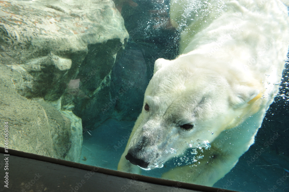 Obraz premium 日本平動物園で泳ぐホッキョクグマ