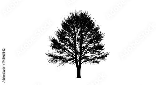 Silhouette of a bare tree with intricate branches against a white background.