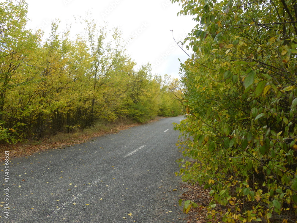 Obraz premium road in the forest