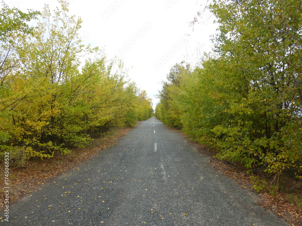Fototapeta premium Autumn Asphalt Road with Forest on Both Sides