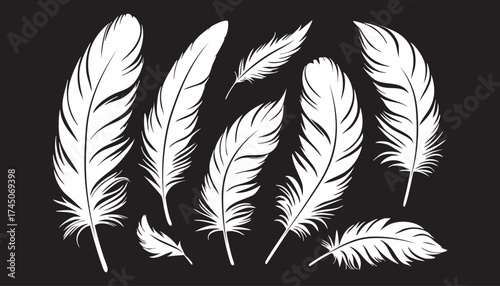 Feathers on a black background.  Silhouette of bird feather. Vector illustration of feathers.