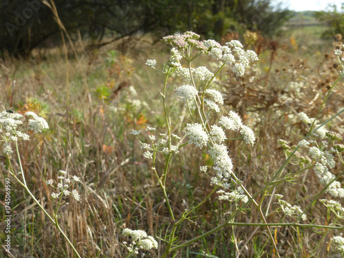 Common Falcaria (Falcaria vulgaris) Wildflower in Natural Meadow