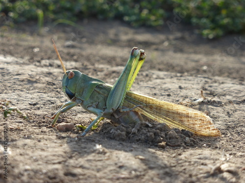 Close-up Macro Shot of a Grasshopper