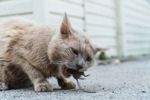 Grey cat predator caught a mouse and holds it in his teeth. House cat caught a grey mouse in the summer garden and holds tightly in the teeth. Portrait of a street cat eating a field mouse close up. 