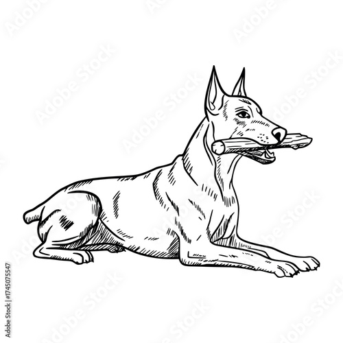A sketch of a dog lying down with a stick in its mouth. The dog has a muscular build and a short coat, showcasing its playful demeanor.