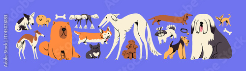 Doodle set of different breeds of cute dogs. Funny puppies of borzoi, bulldog, corgi, spitz, chihuahua. Happy pups, pets, domestic animals. Flat isolated hand drawn vector illustrations on white