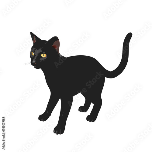 black cat isolated on white