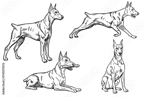 Four sketches of a Doberman dog in various poses, showcasing its athletic build and alert demeanor. The illustrations highlight the breed's distinctive features.