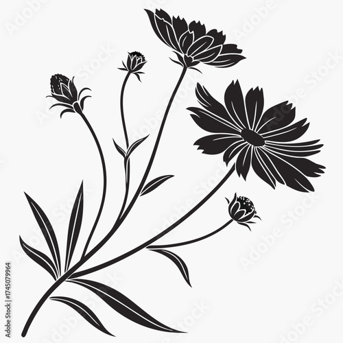 Black silhouette of cosmos flowers and buds on white background