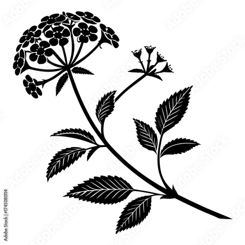 Black silhouette of a flowering plant with serrated leaves