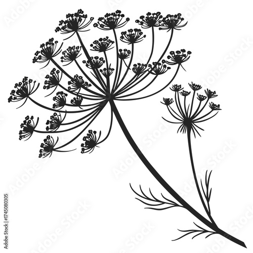 Black silhouette of a dill plant with umbel flowers