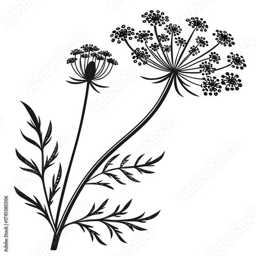 Black and white dill or fennel plant illustration