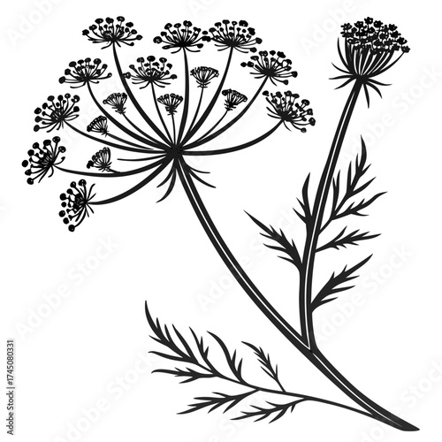 Black silhouette of dill flower and leaves