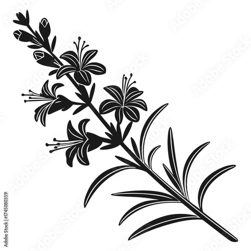 Black and white illustration of a flowering rosemary sprig