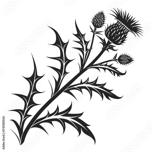 Black silhouette of a thistle plant with spiky leaves and flower heads
