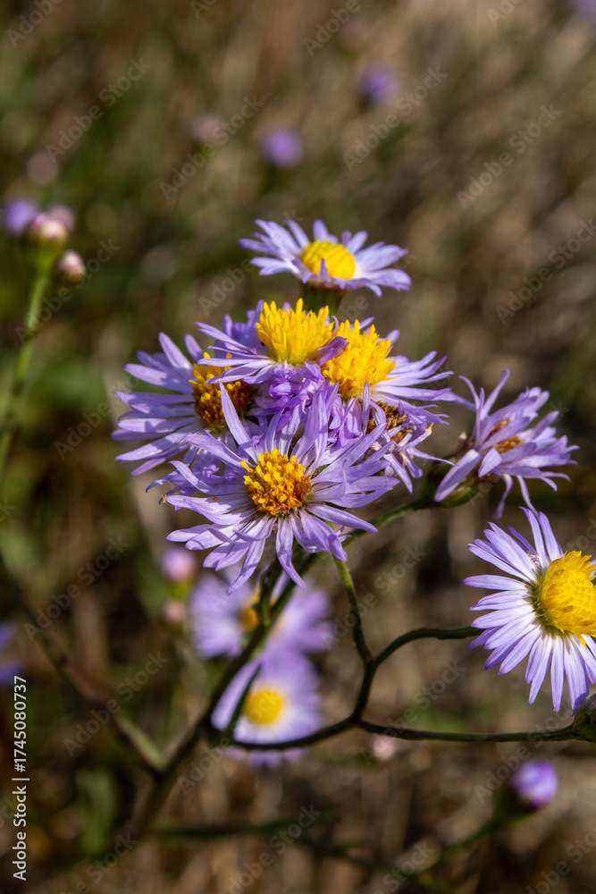 Fototapeta premium wild flowers in the forest