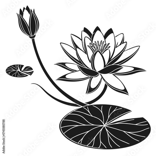 Elegant black and white water lily illustration