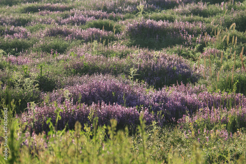 Silver Lupine Meadow