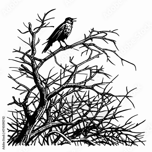 Black and white illustration of a bird singing on a bare tree branch
