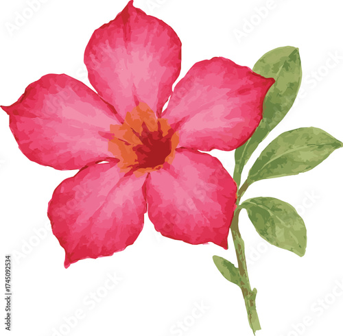 Watercolor vector illustrations of an adenium flower