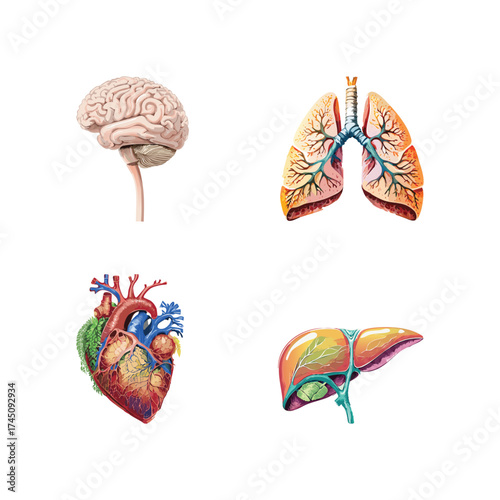 Anatomical illustration of human organs, including the brain, lungs, heart, and liver, for educational purposes.
