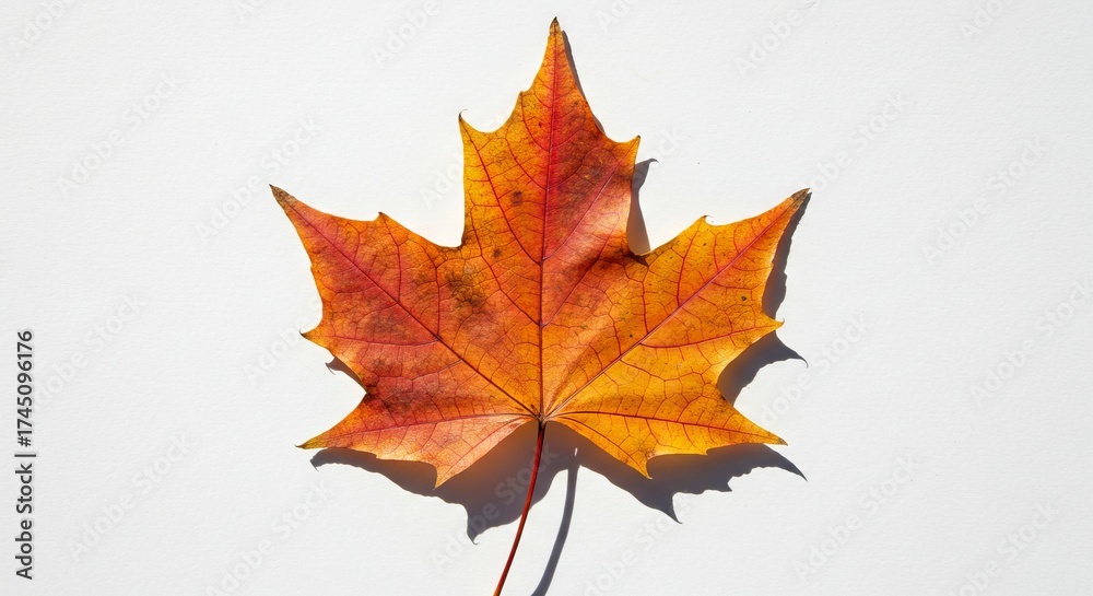 Obraz premium A single maple leaf showing vibrant reds oranges and yellows lies on a plain white surface casting a distinct shadow