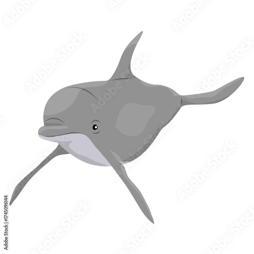 Common bottlenose dolphins. Realistic vector secondary water mammals