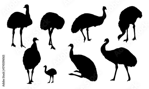 Emu silhouette set. Dromaius novaehollandiae birds. Realistic vector animal
