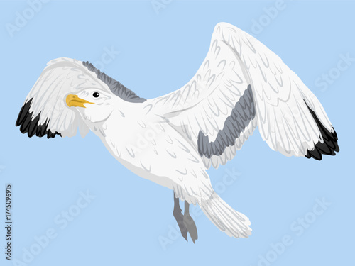 Big Sea gull is flying. Realistic vector bird