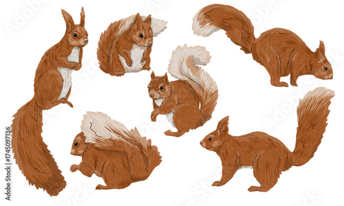 A set of common squirrels Sciurus vulgaris. A Eurasian red squirrel sits and runs. A realistic vector animal of Eurasia.